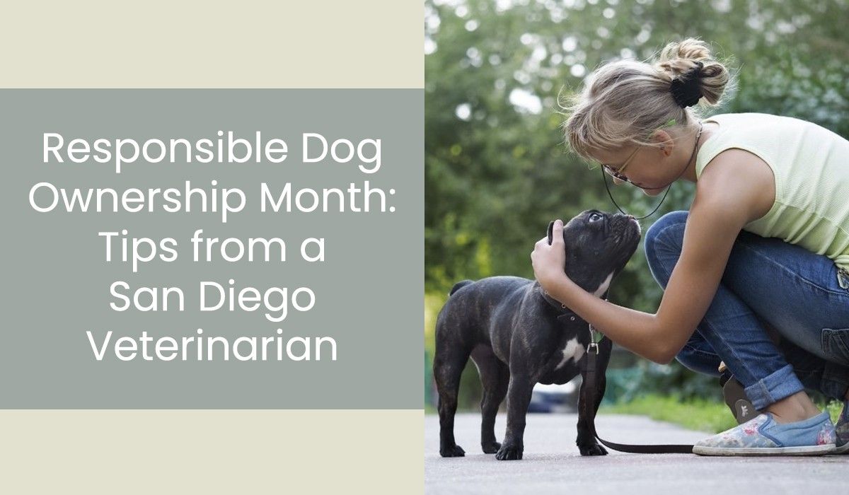 Responsible-Dog-Ownership-Month-Tips-from-a-San-Diego-Veterinarian